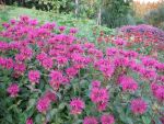 monarda-geronimo-2