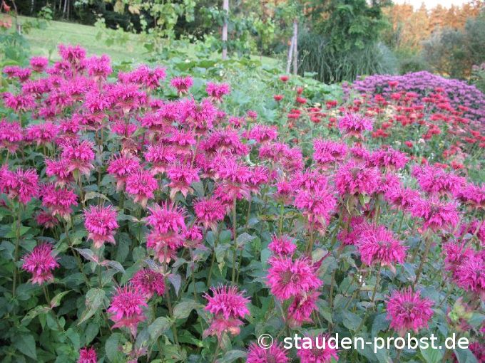 Monarda 'Geronimo' - Indianernessel