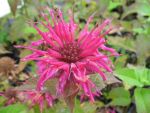 monarda-geronimo-3