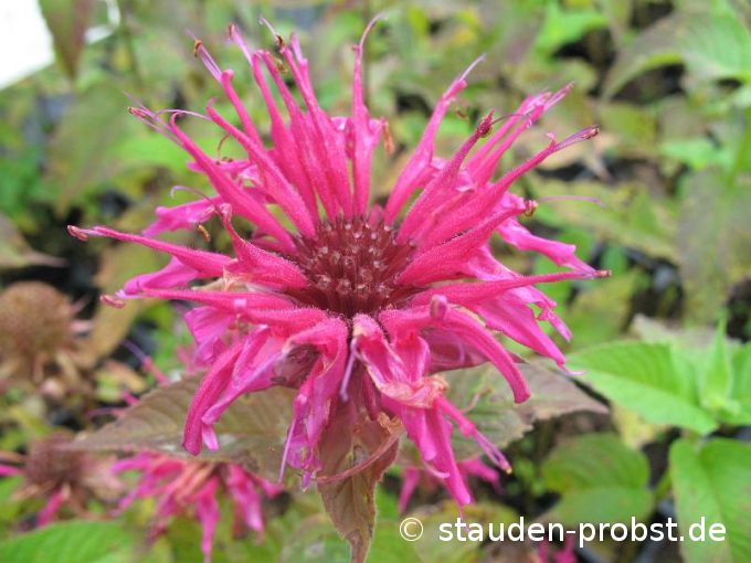 Monarda 'Geronimo' - Indianernessel