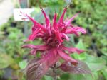 monarda-gewitterwolke
