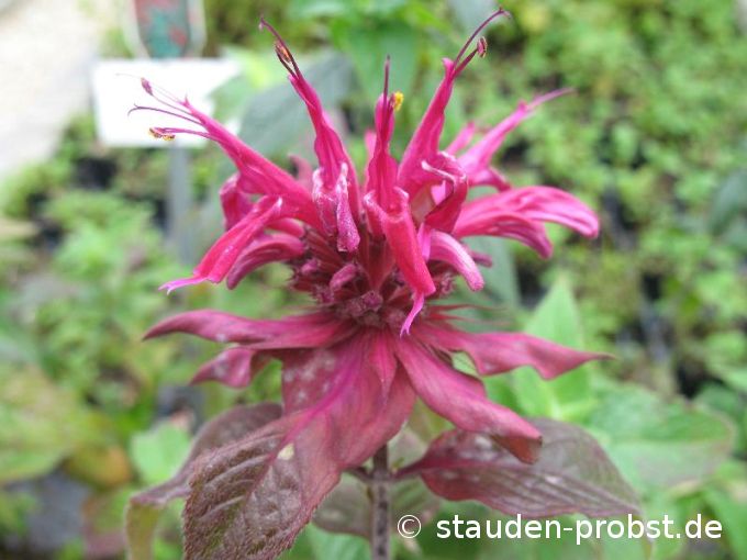 Monarda 'Gewitterwolke' - Indianernessel