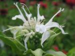 monarda-schneewittchen