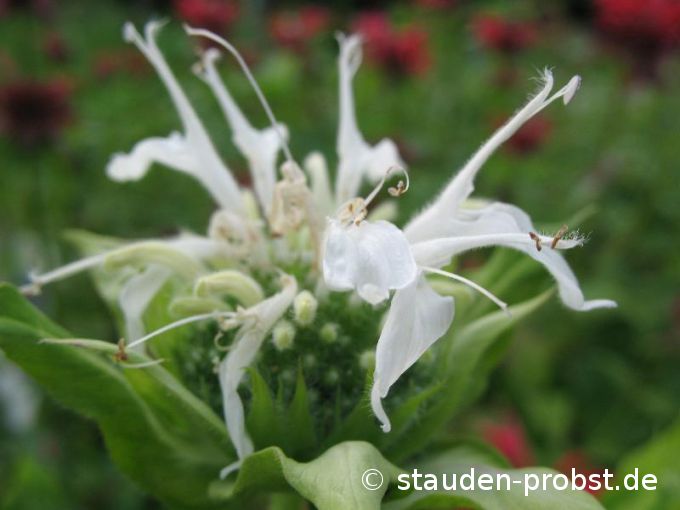 Monarda 'Schneewittchen' - Indianernessel