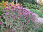 monarda-scorpion-2