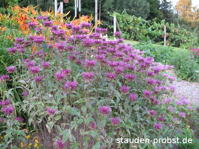 Monarda 'Scorpion' - Indianernessel