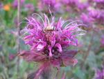 monarda-scorpion