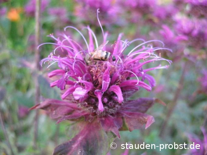 Monarda 'Scorpion' - Indianernessel