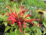 monarda-squaw