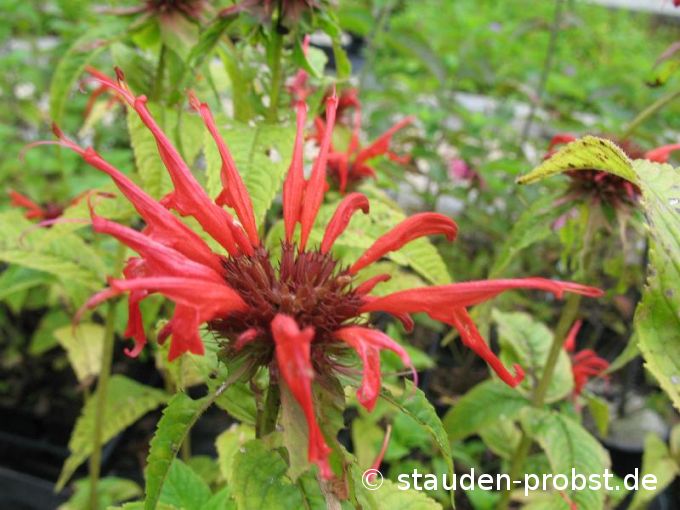 Monarda 'Squaw' - Indianernessel
