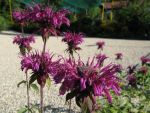 monarda-violetta-2