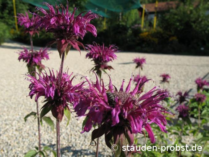 Monarda 'Violetta' - Indianernessel