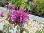 monarda-violetta