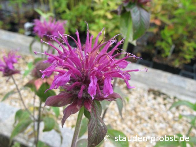 Monarda 'Violetta' - Indianernessel
