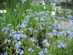 myosotis-palustris-2