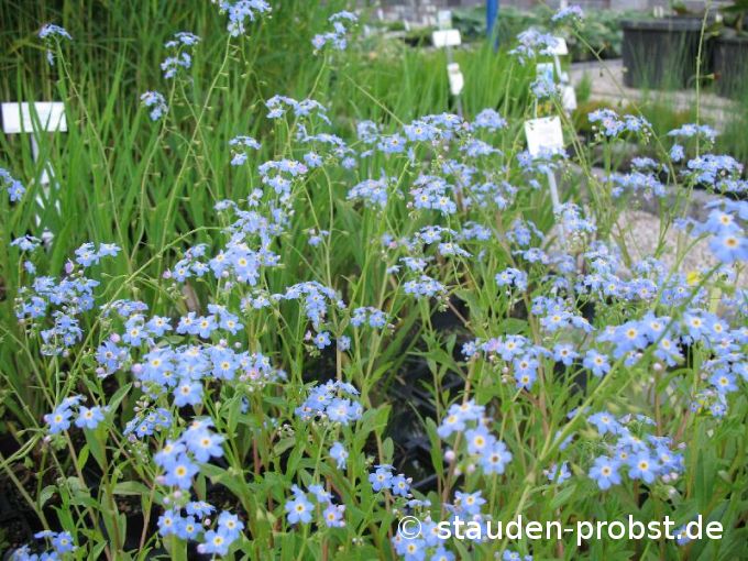 Myosotis palustris - Sumpfvergißmeinnicht