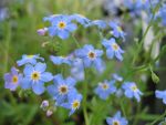 myosotis-palustris