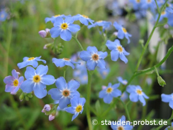 Myosotis palustris - Sumpfvergißmeinnicht