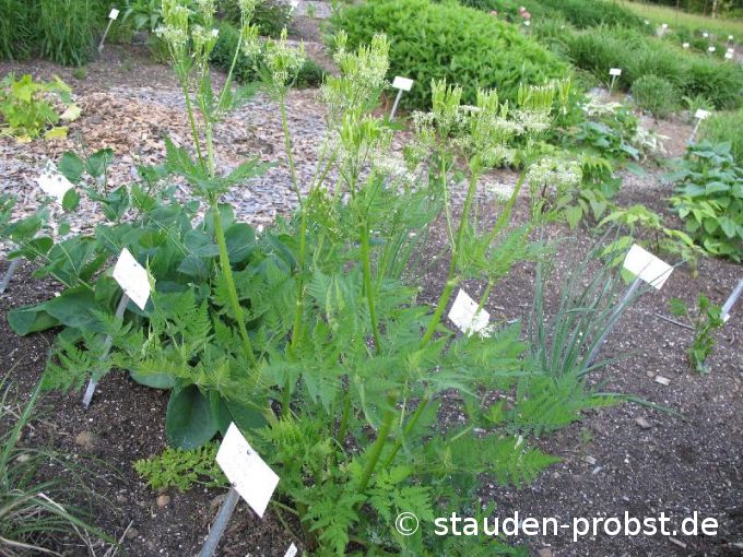 Myrrhis odorata - Süßdolde