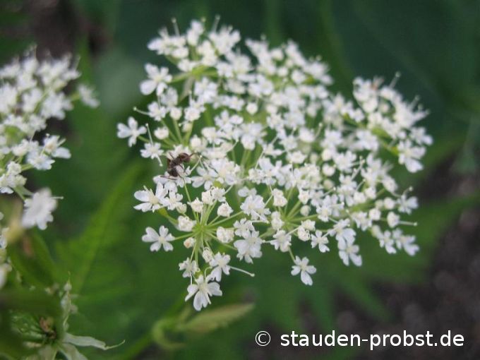 Myrrhis odorata - Süßdolde