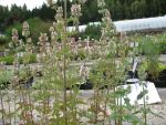 nepeta-cataria-ssp-citriodora-2