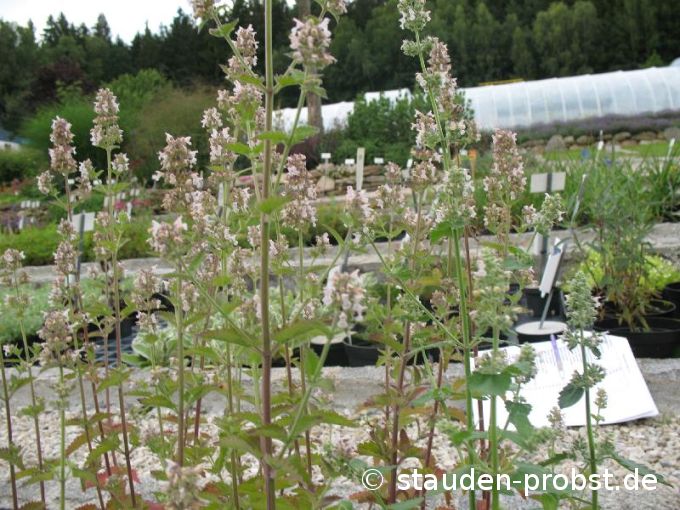 Nepeta cataria ssp. citriodora - Zitronenkatzenminze
