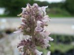 nepeta-cataria-ssp-citriodora