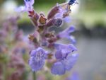 nepeta-faassenii-kit-cat
