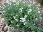 nepeta-faassenii-snowflake-2