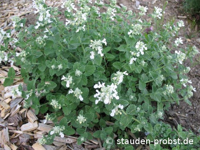 Nepeta x faassenii 'Snowflake' - Katzenminze