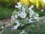 nepeta-faassenii-snowflake