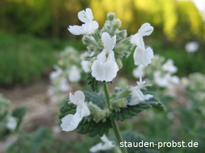 Nepeta x faassenii 'Snowflake' - Katzenminze