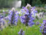 nepeta-nervosa-2