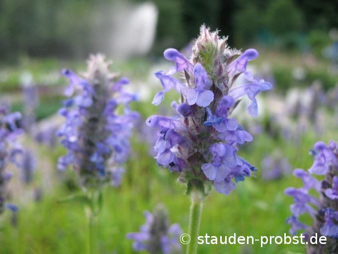 Nepeta nervosa - Aufrechte Kashmirminze