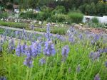 nepeta-nervosa