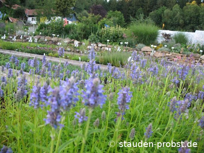 Nepeta nervosa - Aufrechte Kashmirminze