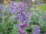 nepeta-racemosa-grog