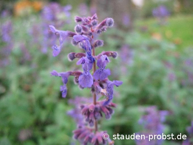 Nepeta racemosa 'Grog' - Katzenminze