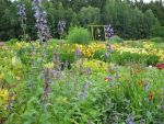 nepeta-sibirica-souvenir-d-andre-chaudron-2