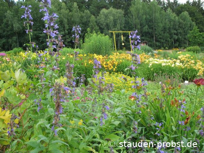 Nepeta sibirica 'Souvenir d'Andre Chaudron' - Sibirische Katzenminze