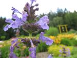 nepeta-sibirica-souvenir-d-andre-chaudron
