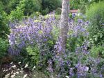 nepeta-sibirica