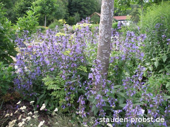 Nepeta sibirica - Sibirische Katzenminze