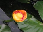 nuphar-advena-2