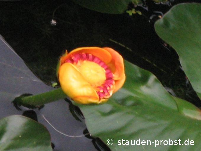 Nuphar advena - Amerikanische Teichrose
