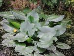 nuphar-advena