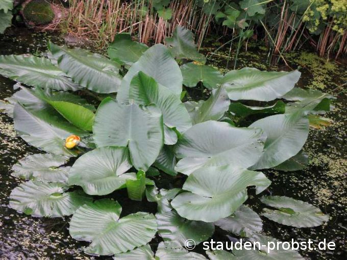 Nuphar advena - Amerikanische Teichrose