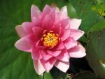 nymphaea-attraction