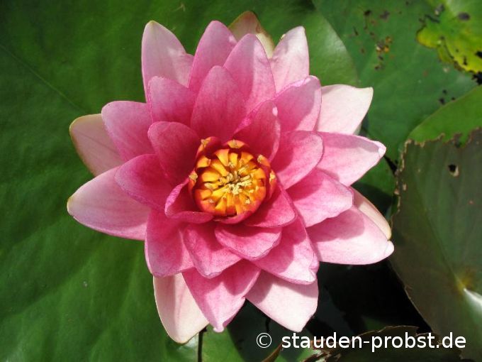 Nymphaea 'Attraction' - Seerose