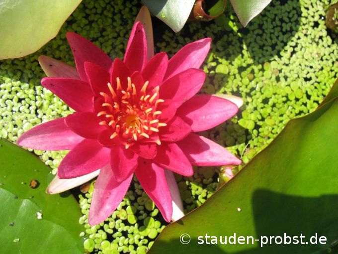 Nymphaea 'Escarboucle' - Seerose